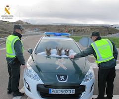 La Guardia Civil recupera las cabezas de tres corzos cazados ilegalmente en un coto de Burgos